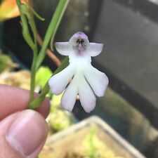 Cynorkis fastigiata terrestria for sale  Greeley