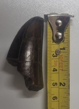 Rex tooth fossil for sale  SPALDING