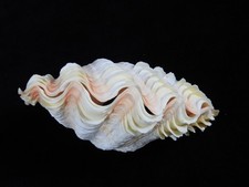 Sea shell tridacna usato Sea shell tridacna usato  Spedire a Italy