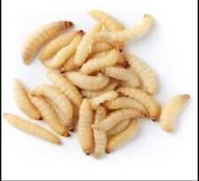 Live wax worms for sale  Chardon