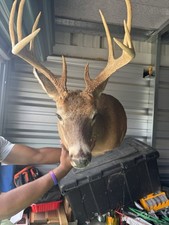 shoulder mount taxidermy for sale shoulder mount taxidermy for sale Pleasant Shade