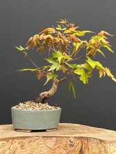 Kleiner japanischer ahorn gebraucht kaufen  Borstel-Hohenraden