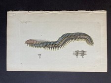 Terebella sea worm for sale  CANTERBURY