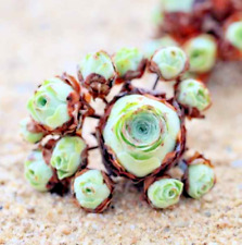 Rare succulent aeonium for sale  Marietta
