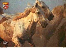 Animals horses camargue d'occasion  Expédié en Belgium