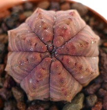 Euphorbia obesa leggermente usato  Napoli