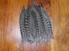 Melanistic small cock for sale  ABERDEEN