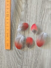 Rote vogelfeder papageienfeder gebraucht kaufen  Haarbach