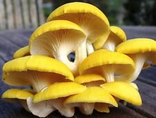 Golden oyster mushroom for sale  USA