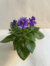 lovely indoor plant for sale  Walton