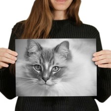 White ragdoll cat for sale  SELBY