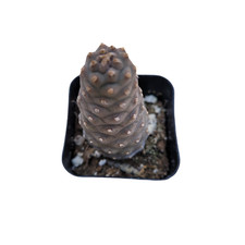 Tephrocactus articulatus var. for sale  Morgan Hill