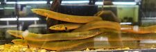 Erpetoichthys calabaricus rope for sale  Oak Forest