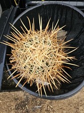 Xeranthemoides cactus 12 for sale  Lancaster
