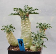 Pot 6.5cm rare for sale  Shipping to United Kingdom