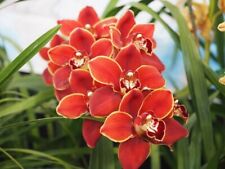 Orchidée cymbidium mighty d'occasion  Paris XV