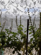 Tulsi seeds ram for sale Tulsi seeds ram for sale  LONDON