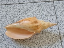 Conchiglia shell voluta usato  Piombino