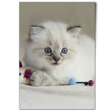 Pretty ragdoll cat for sale  SELBY