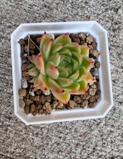 Echeveria sp. seed for sale  Katy