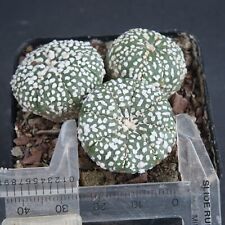 Lage plants astrophytum for sale  Shipping to Ireland