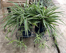 Spider plant babies for sale  San Antonio