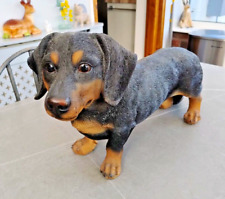 Large dachshund dog for sale  PRESTON