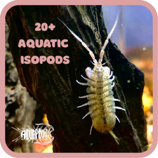 Aquatic isopods lirceus for sale  Bowling Green