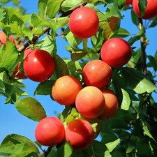 Pflaumenbaum prunus domestica gebraucht kaufen  Düsseldorf
