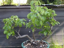 Bonsai alte holzbirne gebraucht kaufen  Dresden