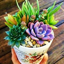 Color succulent mix for sale  Marietta