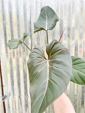 philodendron pot for sale  Homestead