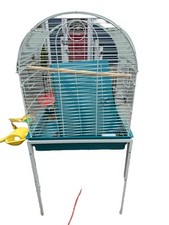 Cockatiel parakeet large for sale  Springville