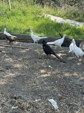 Pheasant eggs x12 for sale  BRISTOL