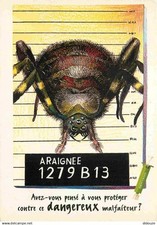Animaux araignées art d'occasion  Fruges