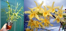 Dendrobium santana orchidée d'occasion  Fumel