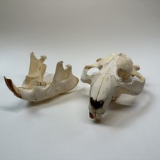 Real beaver skull for sale  Los Angeles