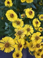 Yellow helenium sombrero for sale  CARNFORTH