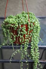 String pearls live for sale  San Diego
