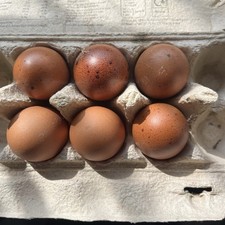 Firtile eggs pack for sale  COLNE