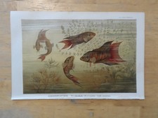 Rig chromolithographie grossfl gebraucht kaufen  Langquaid