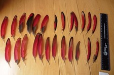 Turaco feathers 25 for sale  NOTTINGHAM