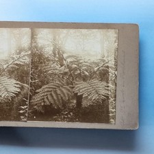 Roseland stereoview c1900 for sale  TELFORD