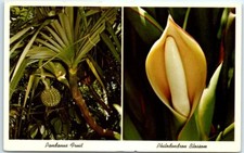 Pandanus fruit and d'occasion  Expédié en Belgium