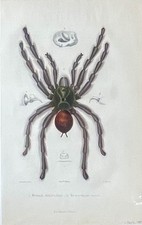 1884 pinktoe tarantula d'occasion  Expédié en Belgium