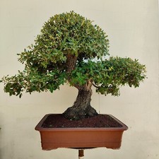 Pre bonsai esemplare usato  San Pancrazio Salentino