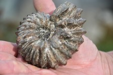 Rare ammonite hoplites d'occasion  Pont-à-Mousson