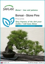 Saflax bonsai steinkiefer gebraucht kaufen  Münster