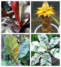 Banana tiger basjoo for sale Banana tiger basjoo for sale  NORTHAMPTON