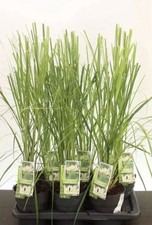 Pampasgras weiß cortaderia gebraucht kaufen  Asperg